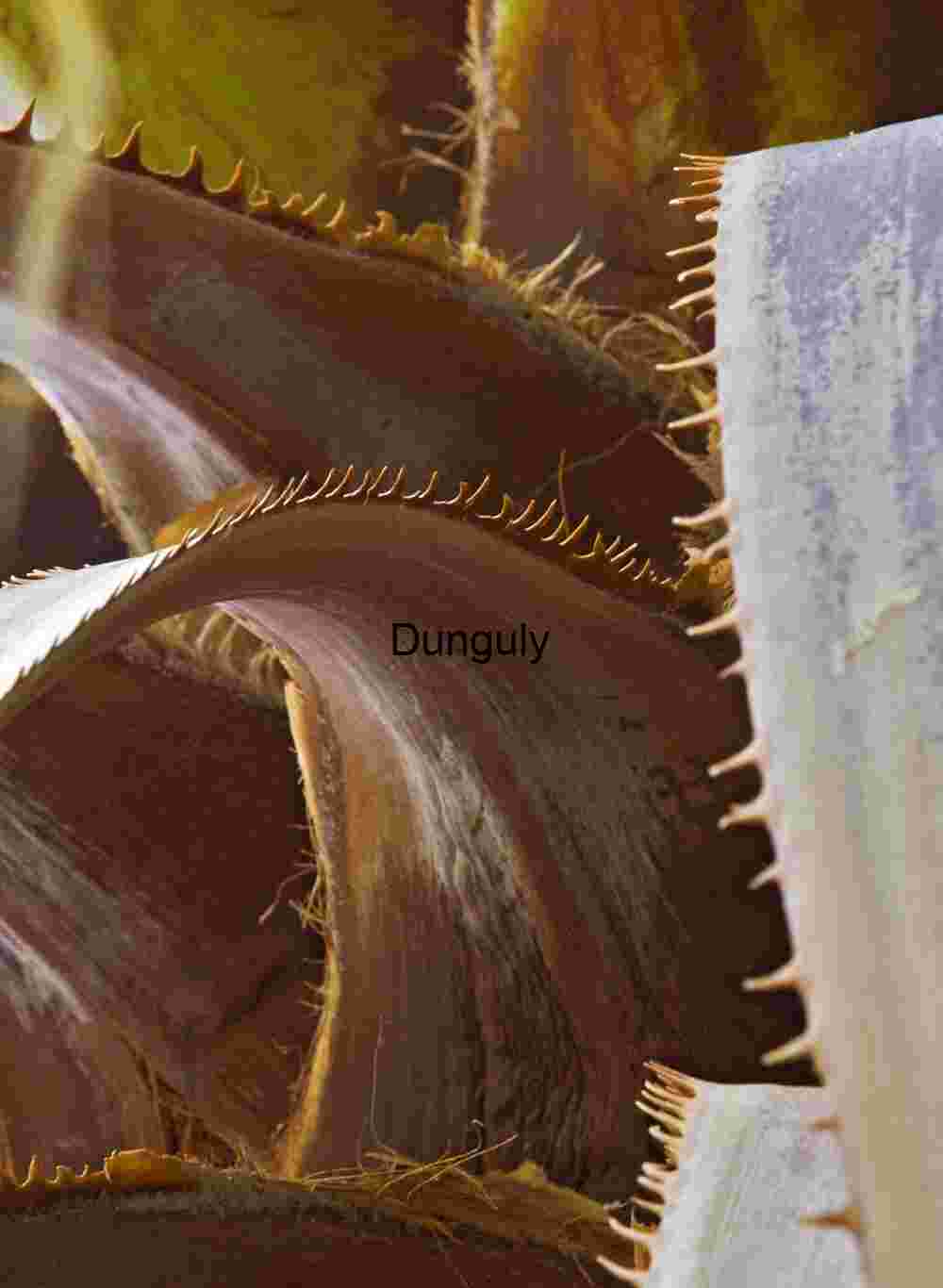 Agave Armor – Spiny Geometry and Desert Texture