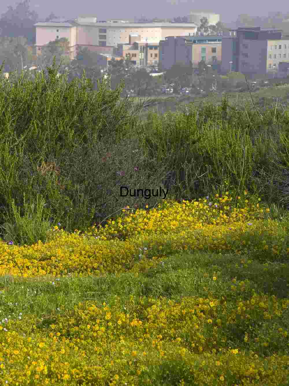 Wildflower Field with Modern Buildings in the Distance