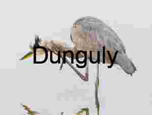 Behavioral Focus “Great Blue Heron Scratching in Shallow Water – Rare Avian Behavior