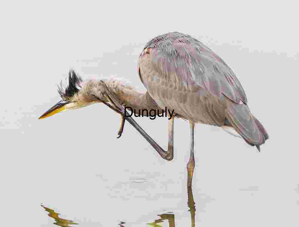 Behavioral Focus “Great Blue Heron Scratching in Shallow Water – Rare Avian Behavior