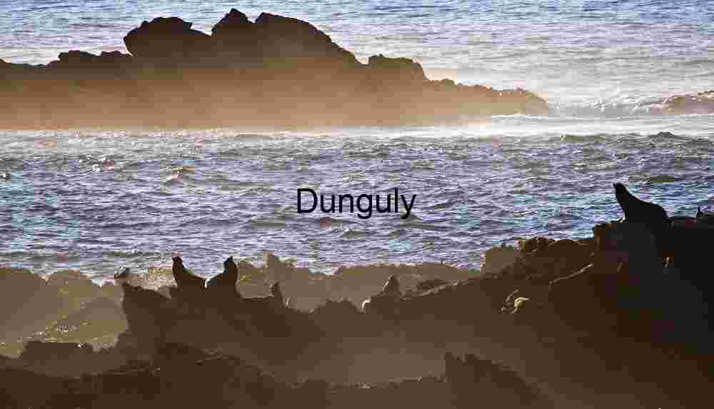 Sun-Kissed Sea Lion Colony at Dawn