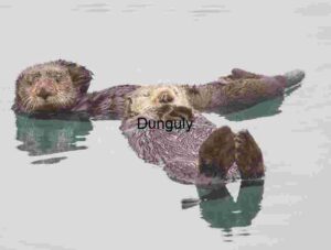 Floating Companions: Sea Otters in Still Waters