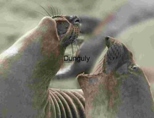 Clash of Titans: Elephant Seals in Vocal Display