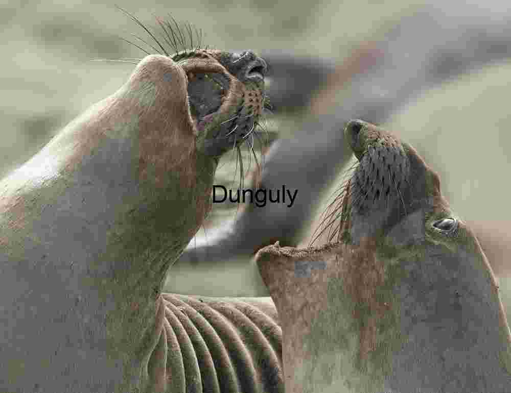 Clash of Titans: Elephant Seals in Vocal Display