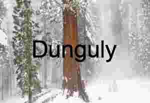 Snowy Sequoia in Mist-Laden Forest Path