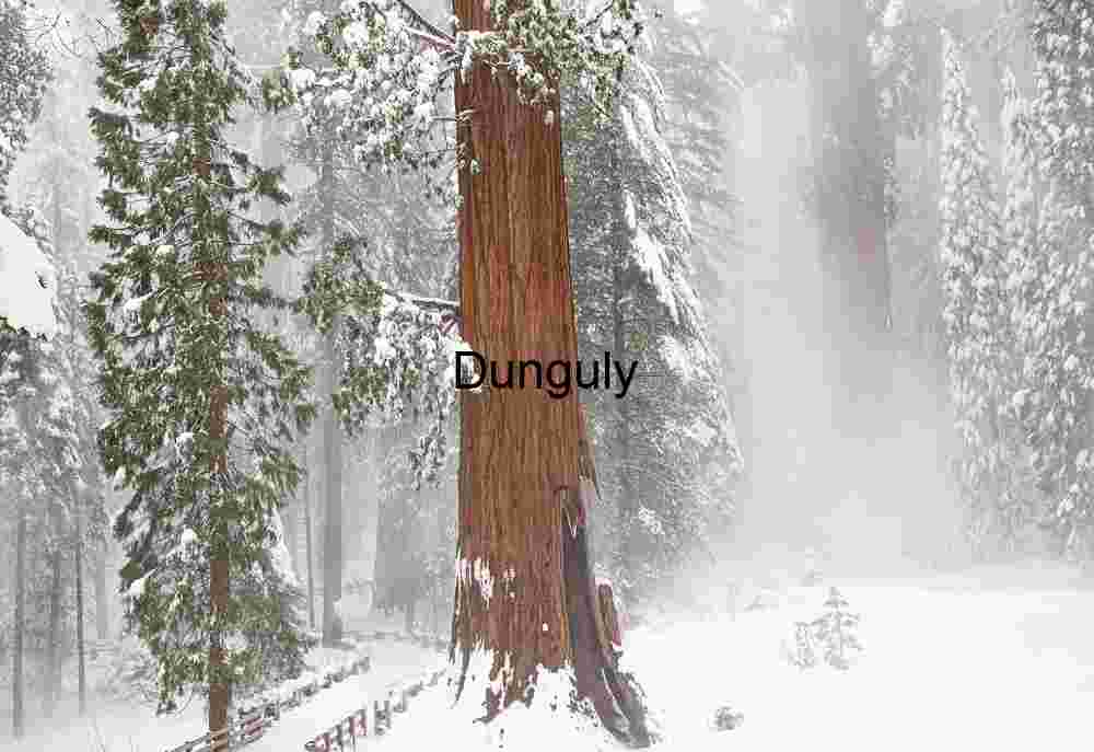 Snowy Sequoia in Mist-Laden Forest Path