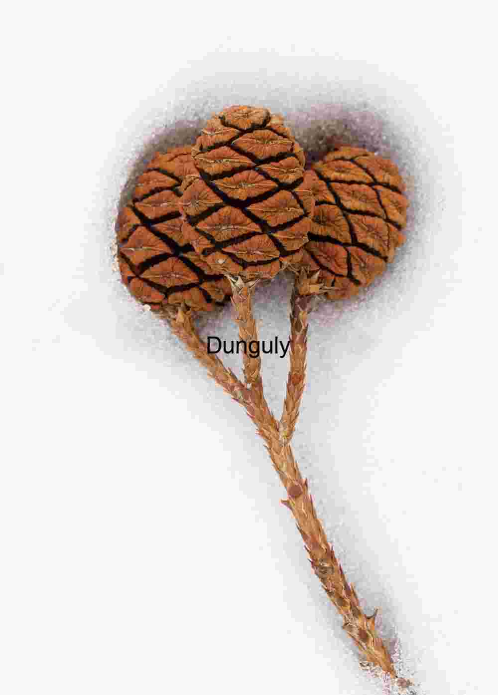 Clustered Pine Cones in Snow: Winter Still Life