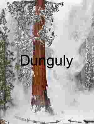 Snowfall and Silence: Monumental Sequoia in Winter Mist