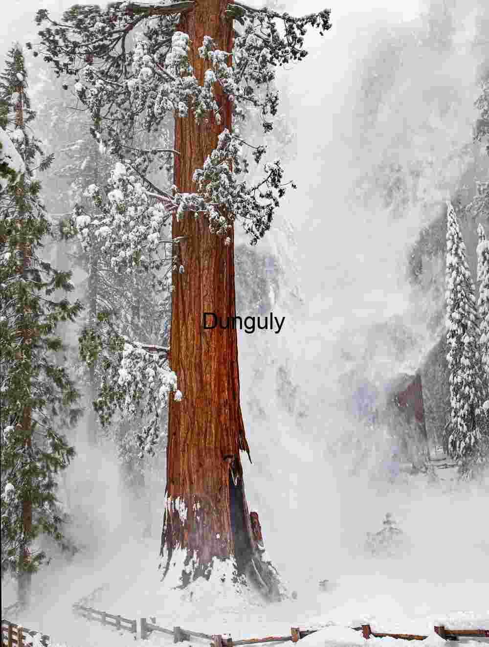 Snowfall and Silence: Monumental Sequoia in Winter Mist