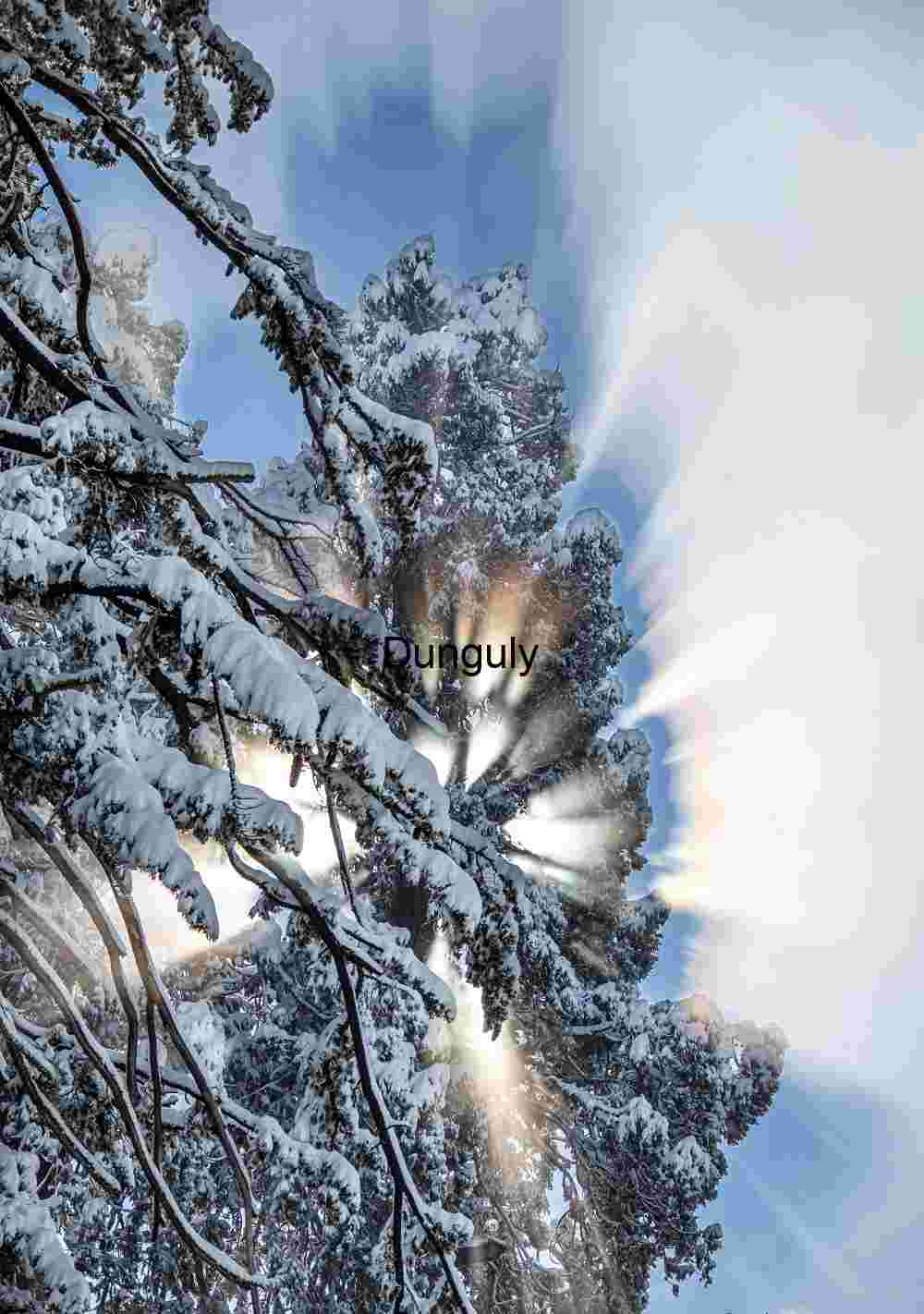 Radiant Winter Tree with Sunburst and Snowfall