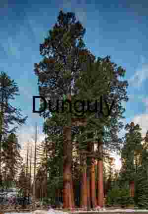 Giant Sequoias in Snow-Covered Forest Under Morning Light