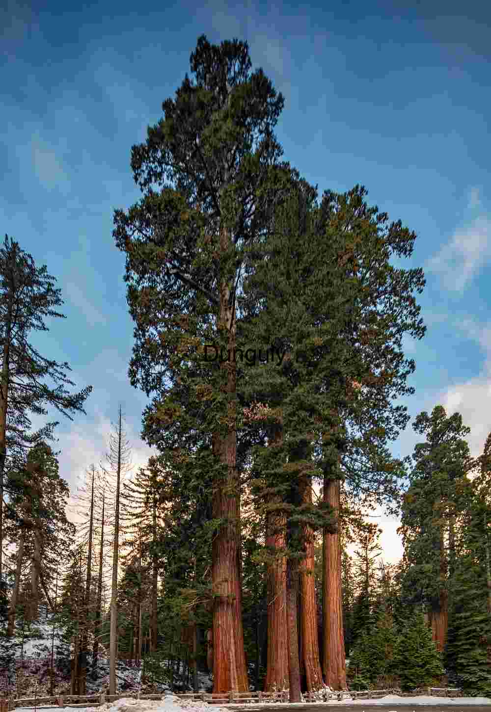 Giant Sequoias in Snow-Covered Forest Under Morning Light