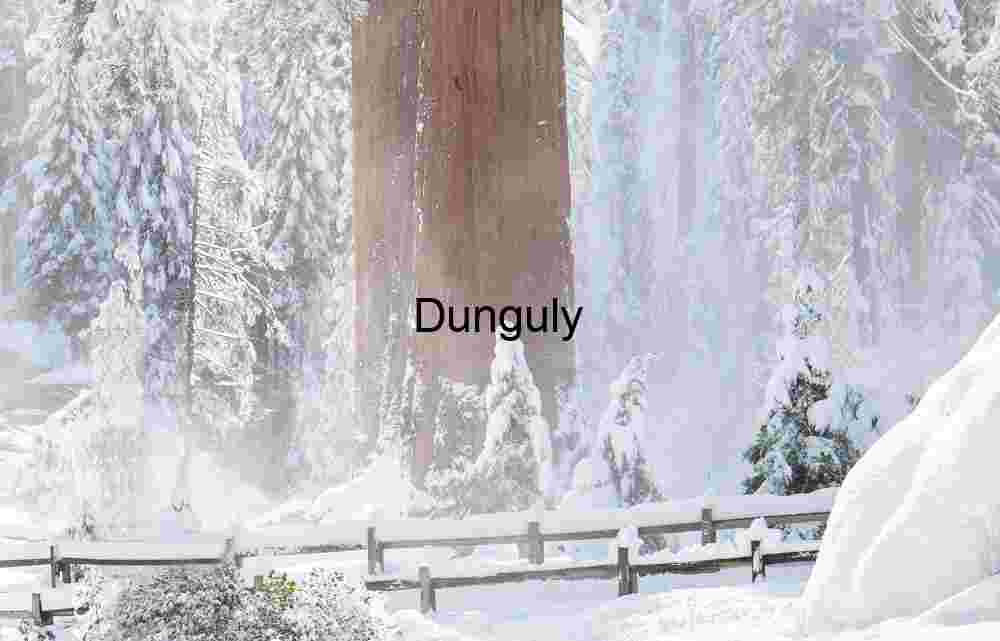 Snowfall and Stillness: Giant Sequoia in Winter Forest