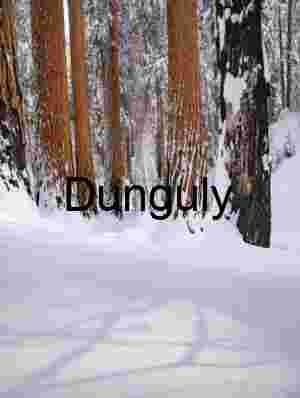 Charred Giants in Pristine Snow: Winter Forest Stillness