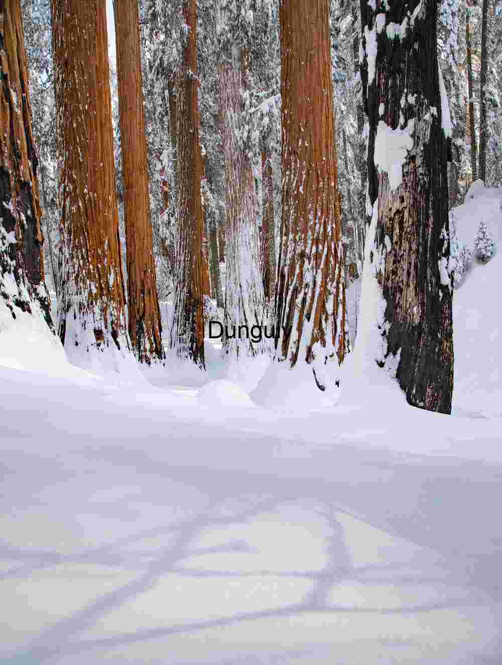 Charred Giants in Pristine Snow: Winter Forest Stillness