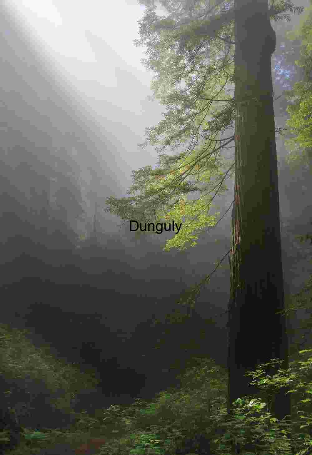 Sunbeams Piercing a Misty Forest Canopy at Dawn