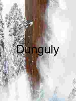 Swirling Snow and Redwood Majesty in Winter Forest