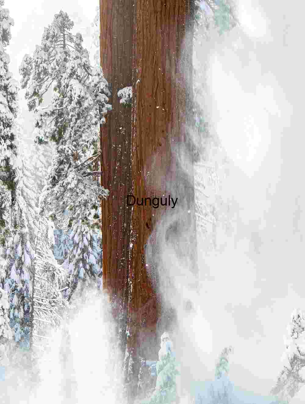 Swirling Snow and Redwood Majesty in Winter Forest