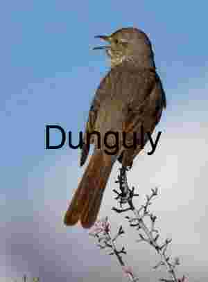 Call from the Branch: Brown Bird Against Winter Sky