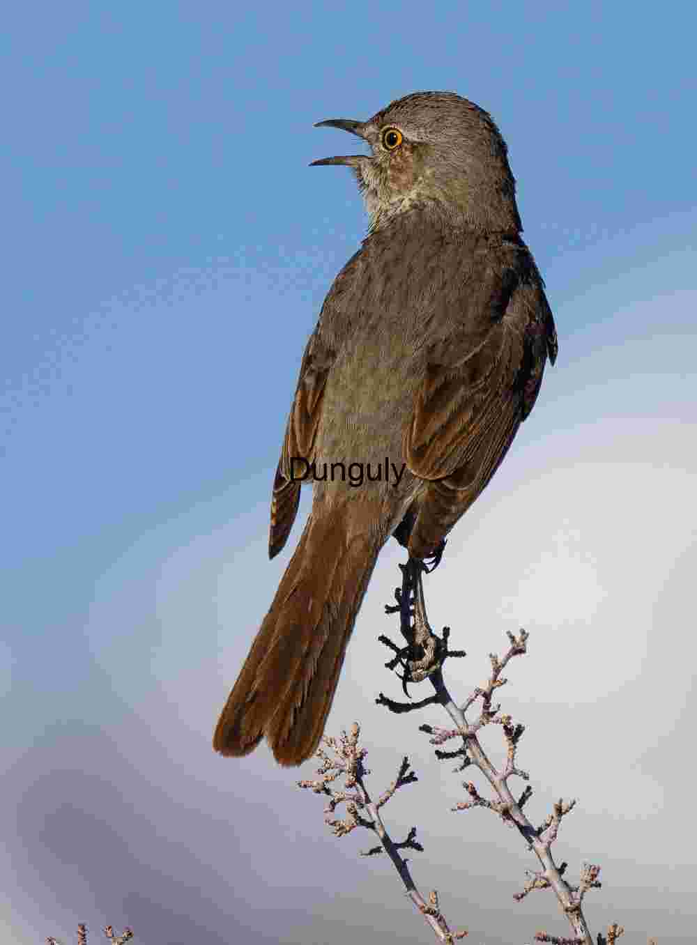 Call from the Branch: Brown Bird Against Winter Sky