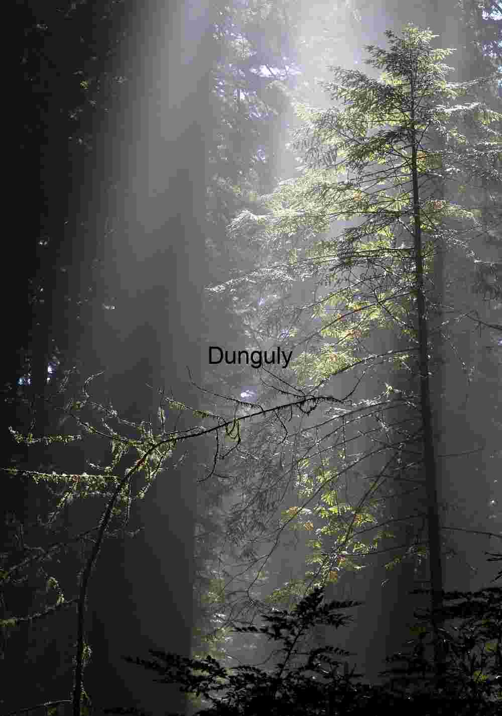 Early Morning Light Streaming Through Ancient Woodland