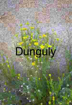 Wild Bloom Against Stone – Yellow Flowers in Arid Terrain