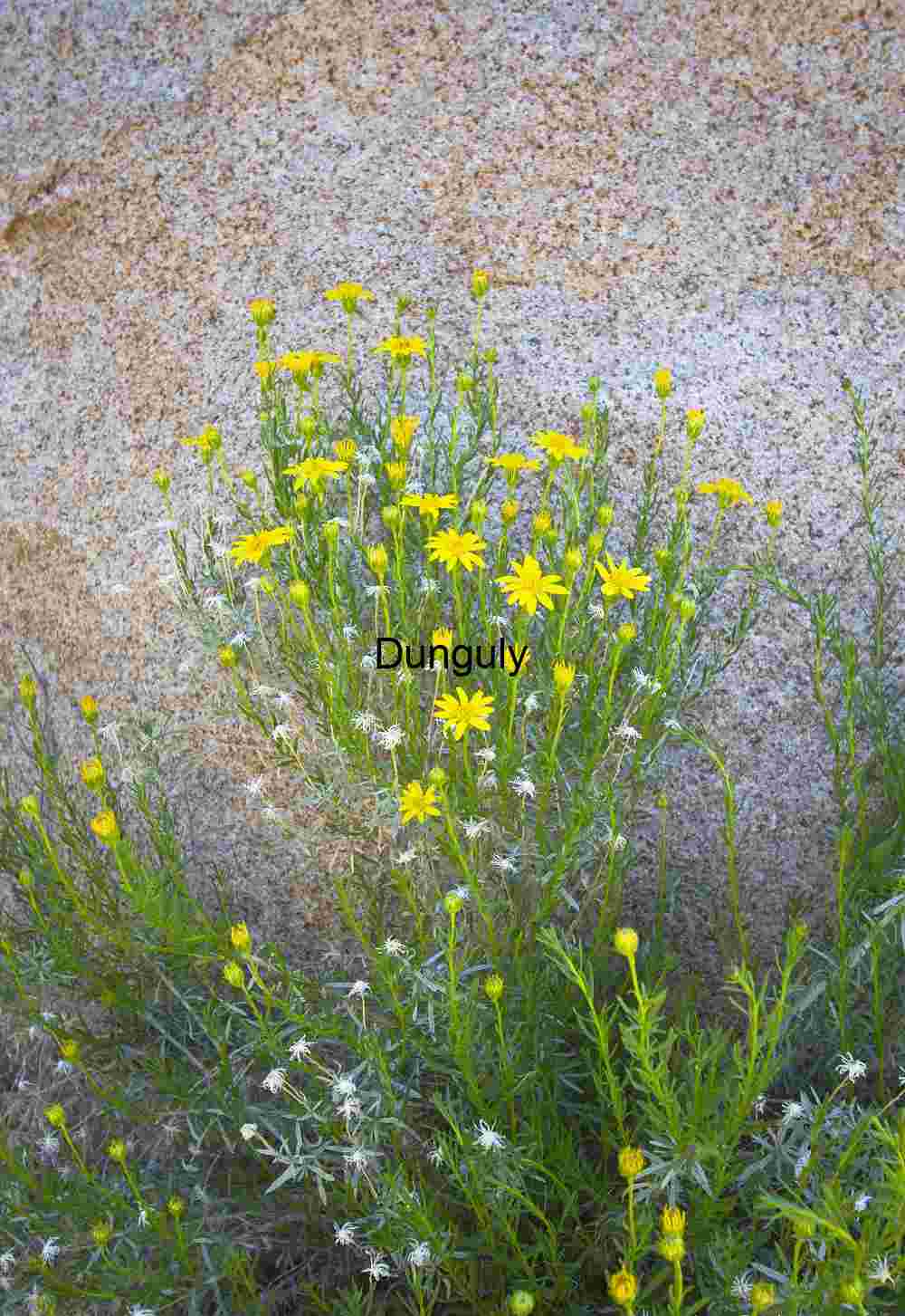Wild Bloom Against Stone – Yellow Flowers in Arid Terrain