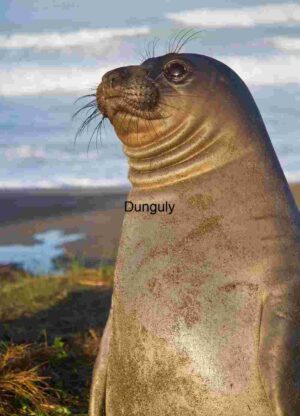 Sentinel of the Shore: Elephant Seal in Coastal Stillness