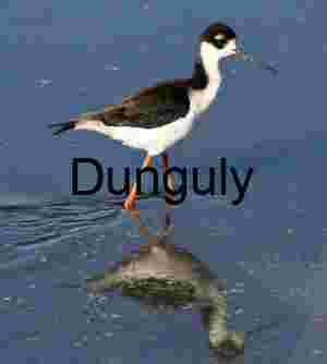 Black‑necked Stilt in Shallow Water with Mirror Reflection