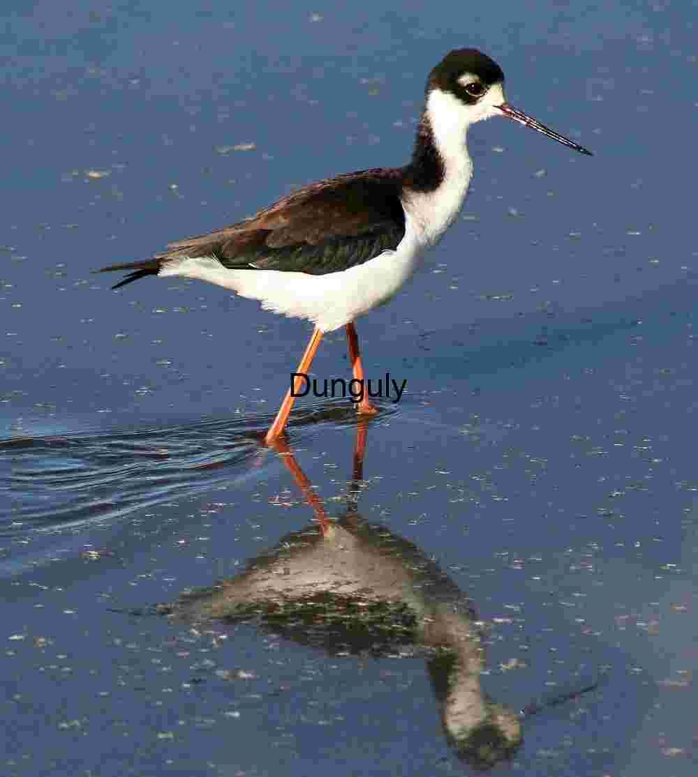 Black‑necked Stilt in Shallow Water with Mirror Reflection