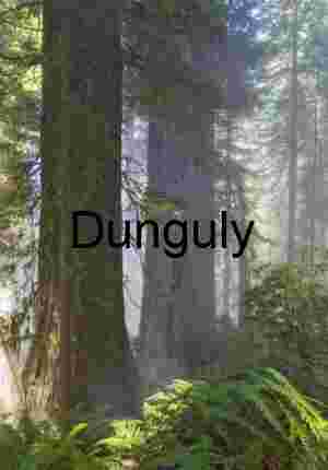 Golden Rays Illuminating Fog-Shrouded Trees