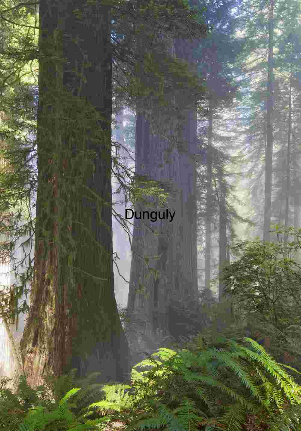 Golden Rays Illuminating Fog-Shrouded Trees