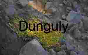 Thriving Succulents in Rugged Rocky Terrain