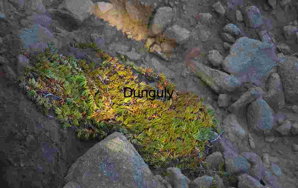 Thriving Succulents in Rugged Rocky Terrain