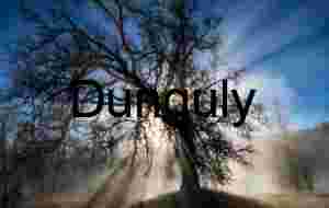 Sunlit Silhouette: Leafless Tree in Mist and Shadow