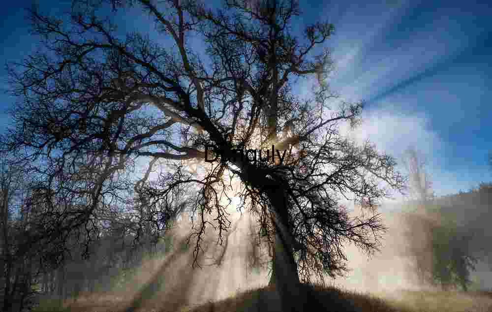 Sunlit Silhouette: Leafless Tree in Mist and Shadow
