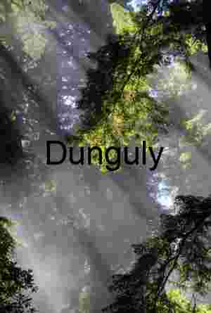 Sunrise Light Piercing a Redwood Canopy