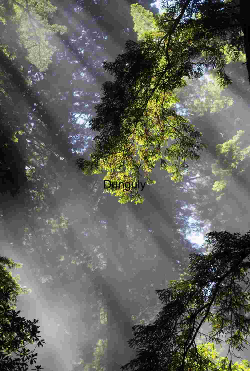 Sunrise Light Piercing a Redwood Canopy