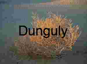 Golden Drift: Sunlit Desert Shrub on Wind-Rippled Sand