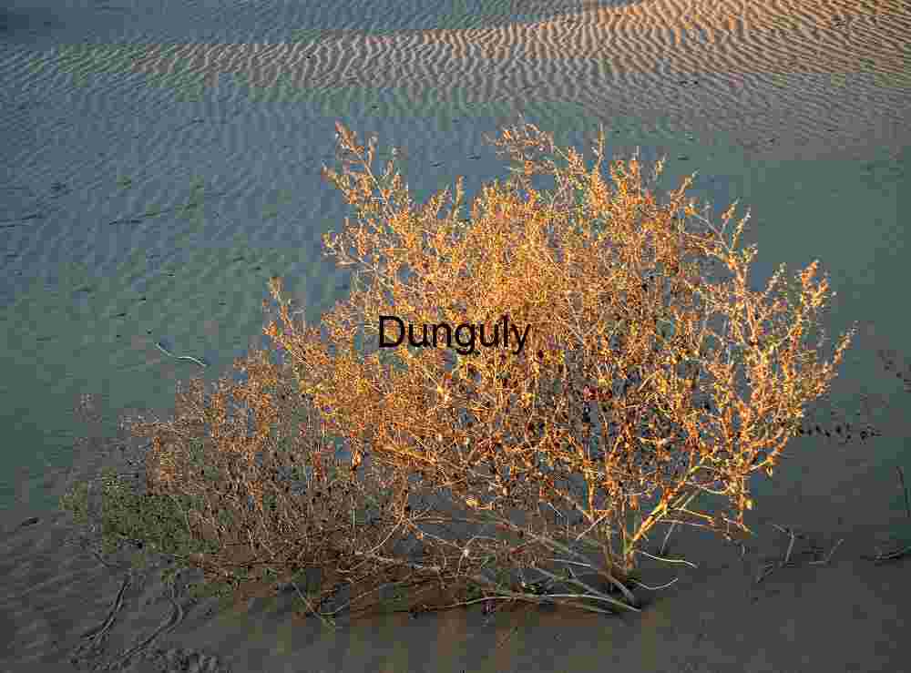Golden Drift: Sunlit Desert Shrub on Wind-Rippled Sand