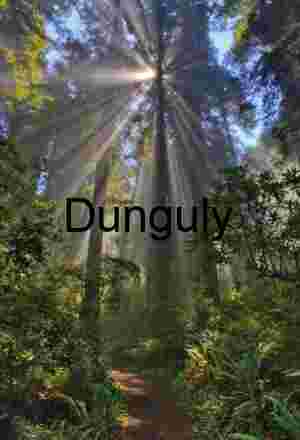 Dawn Rays Illuminating Towering Redwoods