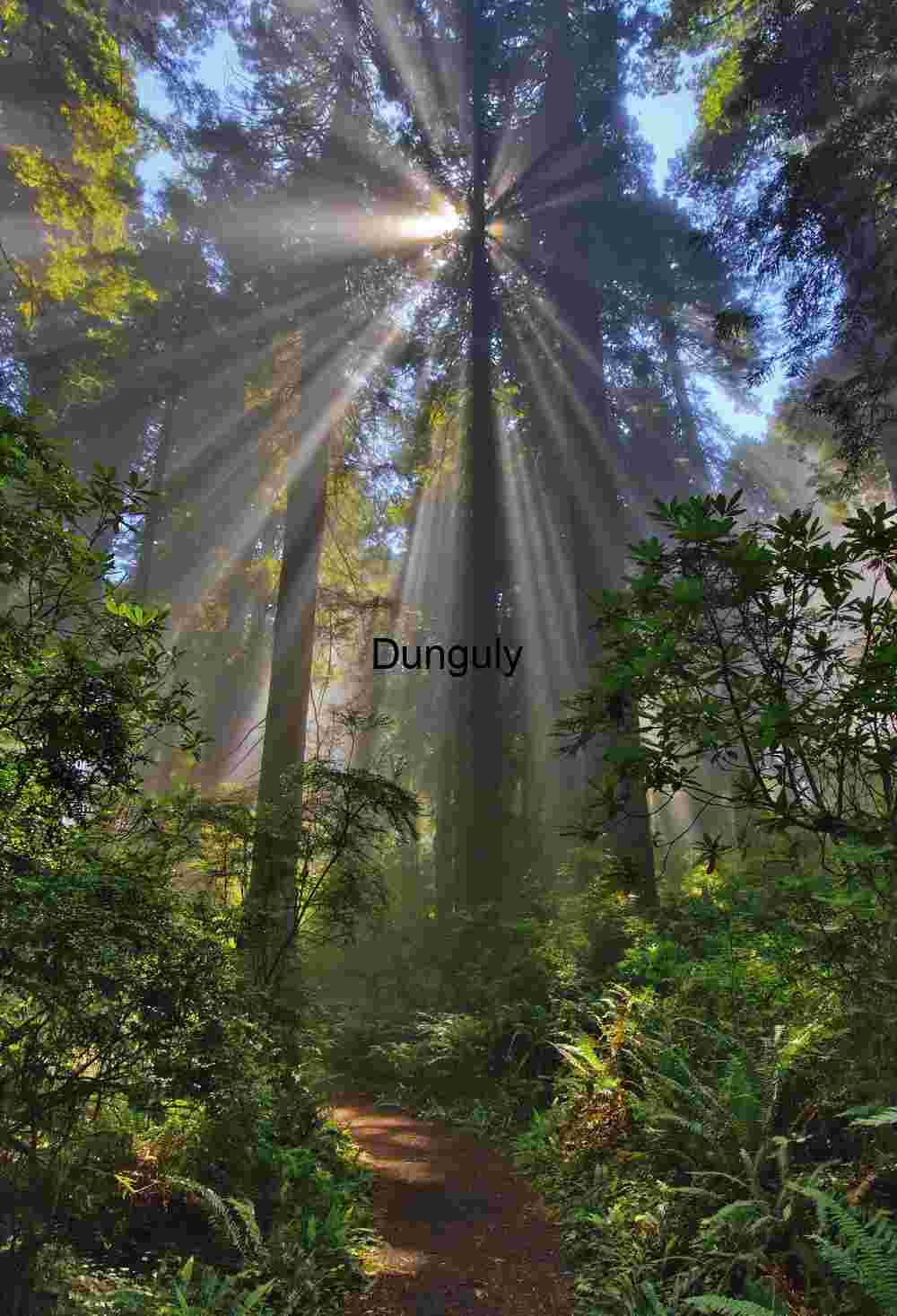 Dawn Rays Illuminating Towering Redwoods