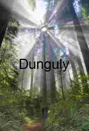 Golden Hue Breaking Through Ancient Redwood Forest