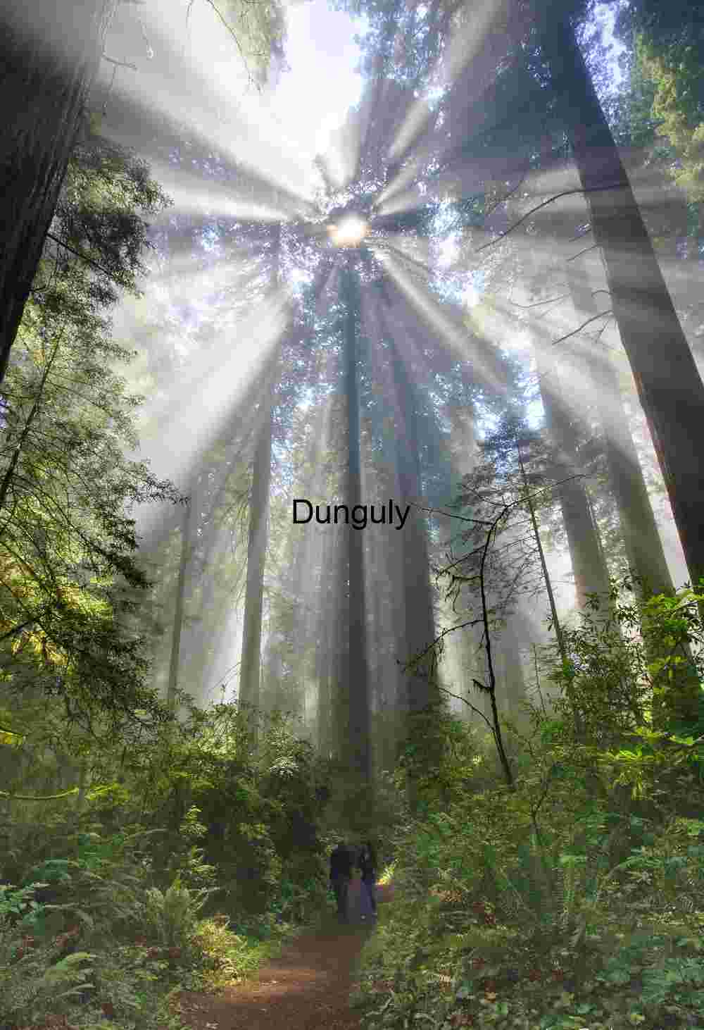 Golden Hue Breaking Through Ancient Redwood Forest