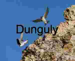 Winged Dialogue: Swallows Dancing by the Cliff