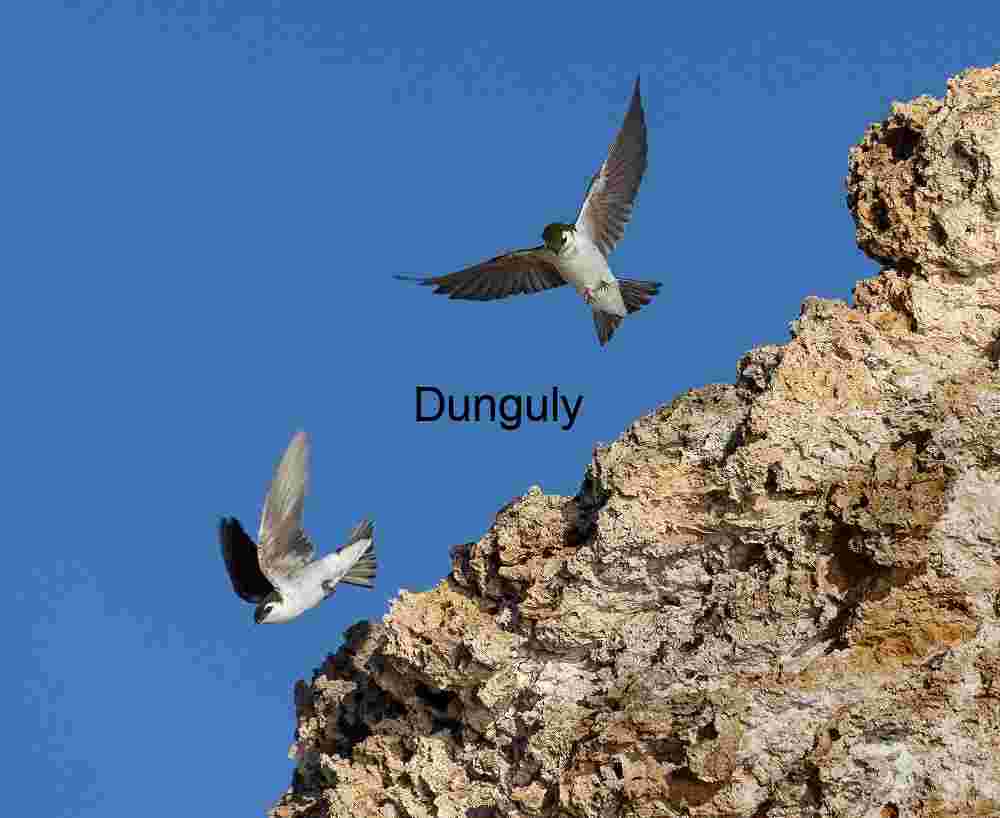 Winged Dialogue: Swallows Dancing by the Cliff