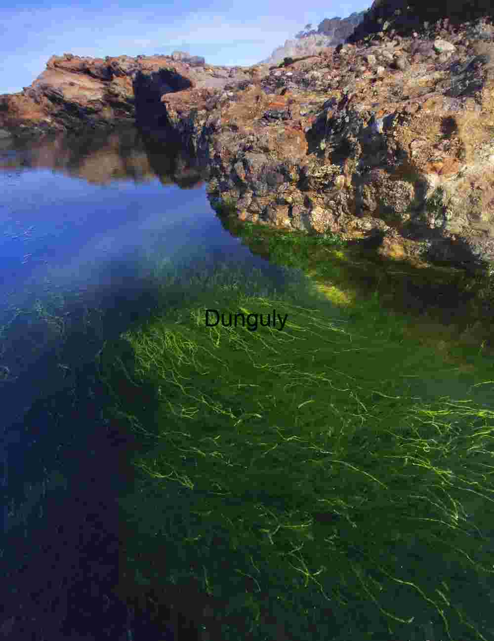 Detailed View of Vegetation Flourishing on Craggy Soil