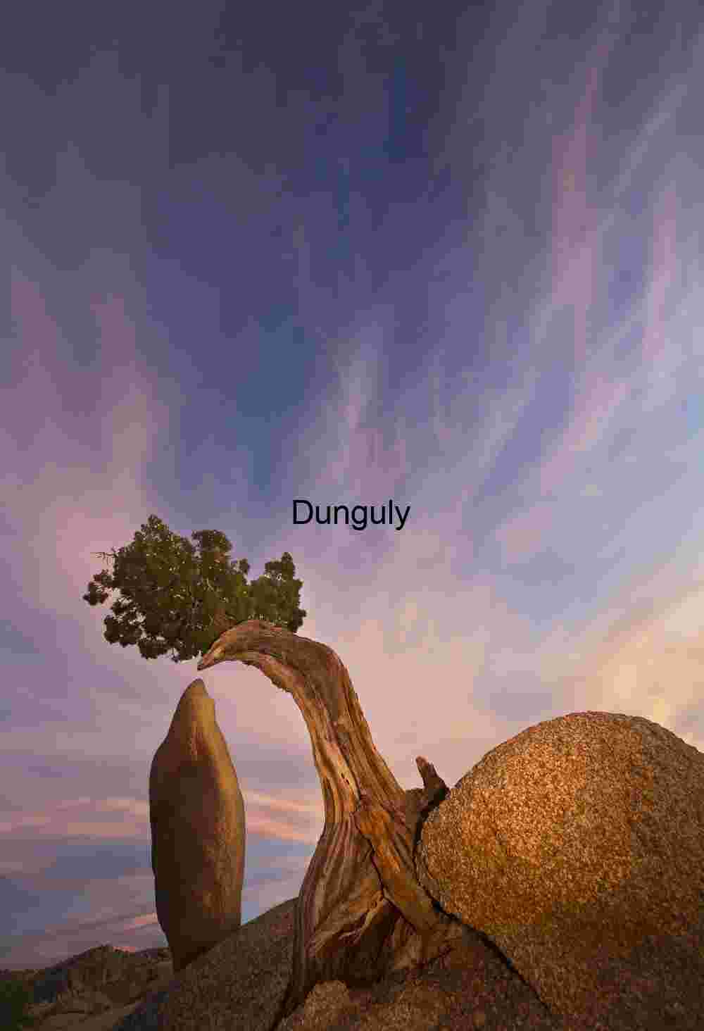 Rooted in Stone: A Desert Dialogue of Time and Tenacity