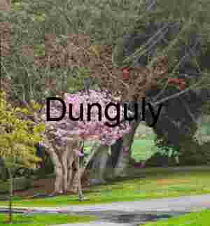 Cherry Blossom Tree in Bloom at Spring Park