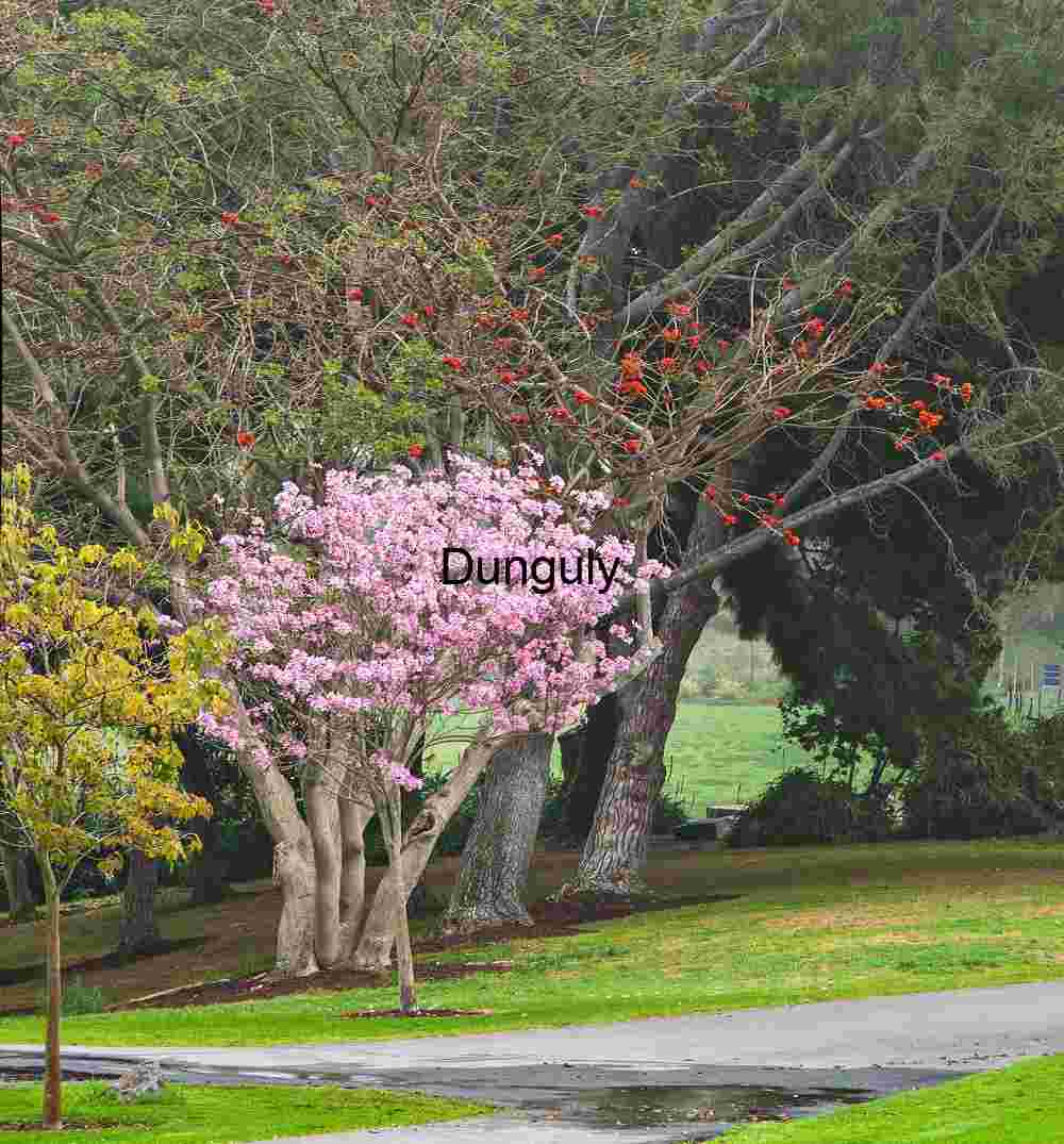 Cherry Blossom Tree in Bloom at Spring Park